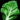 kale leaf